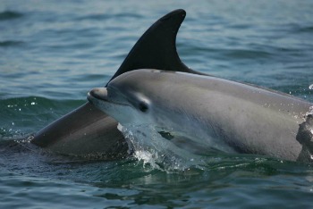 Dolphin Watch Carrigaholt